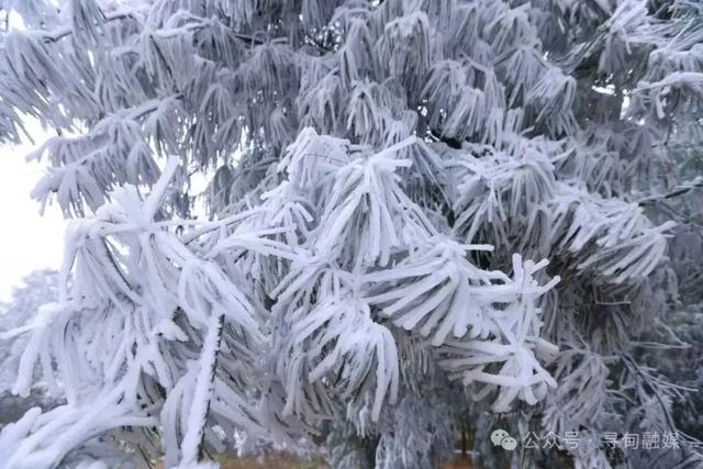 一眼沦陷！寻甸绝美雾凇胜景