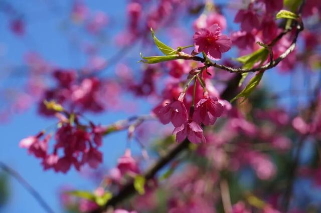 开啦！开啦！福州这里迎来颜值巅峰
