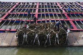 丰收！这些“小海鲜”大量上市！图片