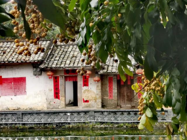 龙眼熟了！广西这个古村落变身打卡胜地