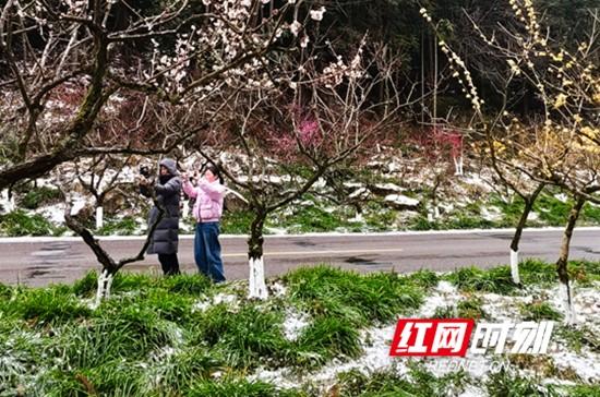张家界国家森林公园：梅花怒放 风雪洗礼更加傲然