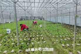 黄平平溪：羊肚菌采摘忙 特色产业助增收图片