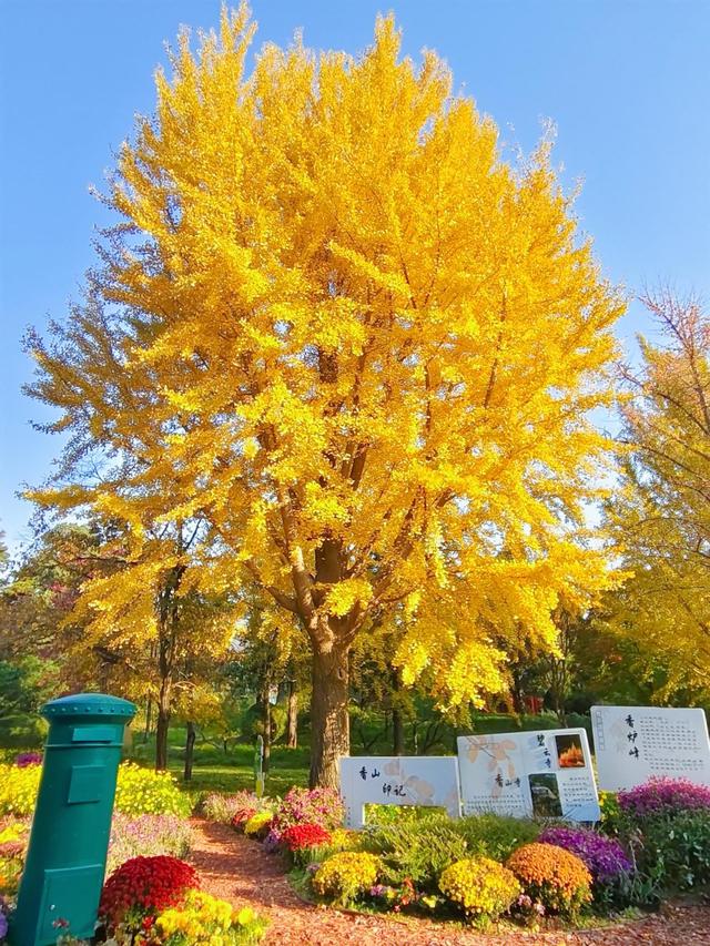 肆意怒放的花，是秋日田野间最热烈的诗