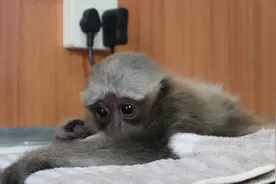 观云台 | 不是动物园，这个小房子却有400多只野生动物图片