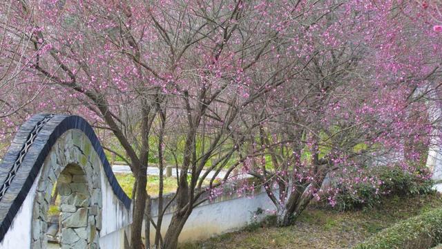 气温直冲20℃！第一波赏花的人已出发