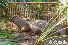 江苏一动物园3只卡皮巴拉“越狱”：捉回两只，还有一只在外逍遥图片