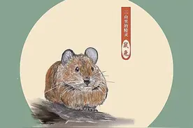 贺兰山鼠兔图片