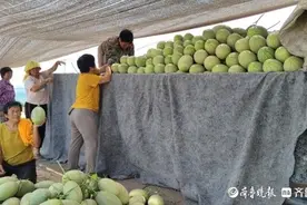 高温下的瓜农：待到果实成熟季，不畏酷暑换来甜图片