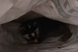 “大老鼠”长着“猪鼻子”？国家二级保护动物跑进成都一家颐养院图片