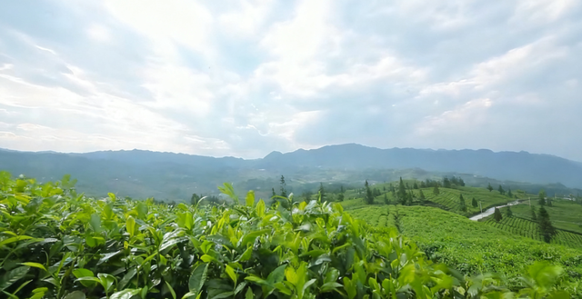 兴听普安||生态桃源茶神谷