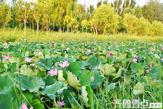 壹点号·秀山东｜黄河公园夏韵悠悠荷满塘
