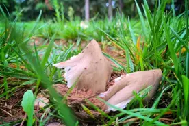 稀奇！云南这所学校连续13年长鸡枞图片