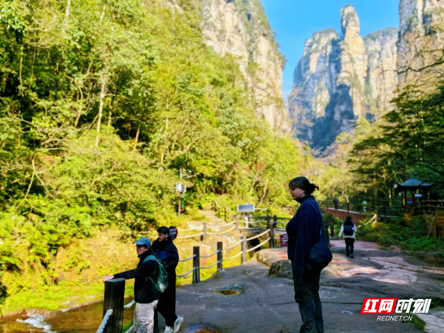 张家界金鞭溪：大雪时节山水织就斑斓画，暖阳里游人醉享秋韵余温