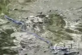 青岛海泊河公园发现无毒棕黑锦蛇 对农牧业生产有益图片