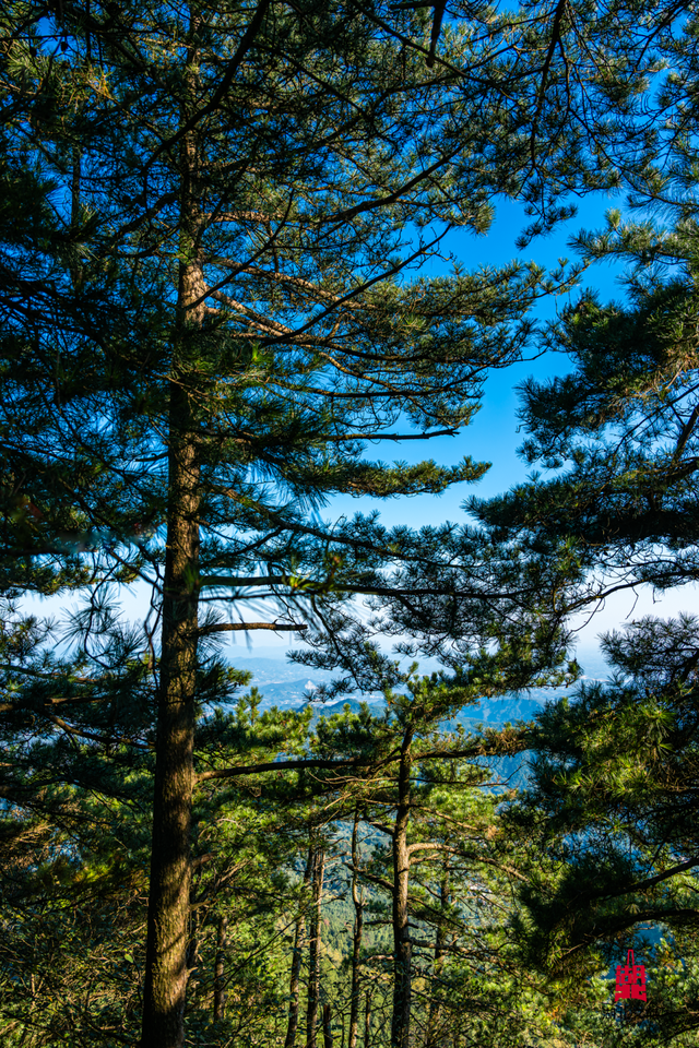 想追风，去团风！