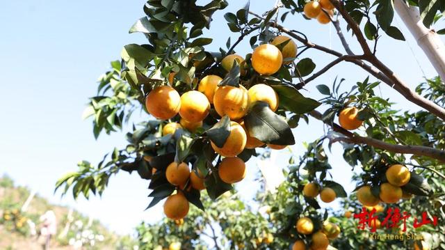 衡山：旅发大会红利持续释放水果基地成冬季游“新宠”