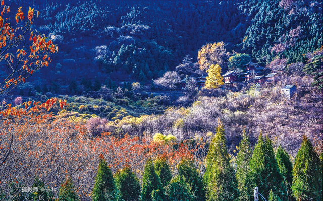 邂逅沂水金秋，一日看尽银杏黄！