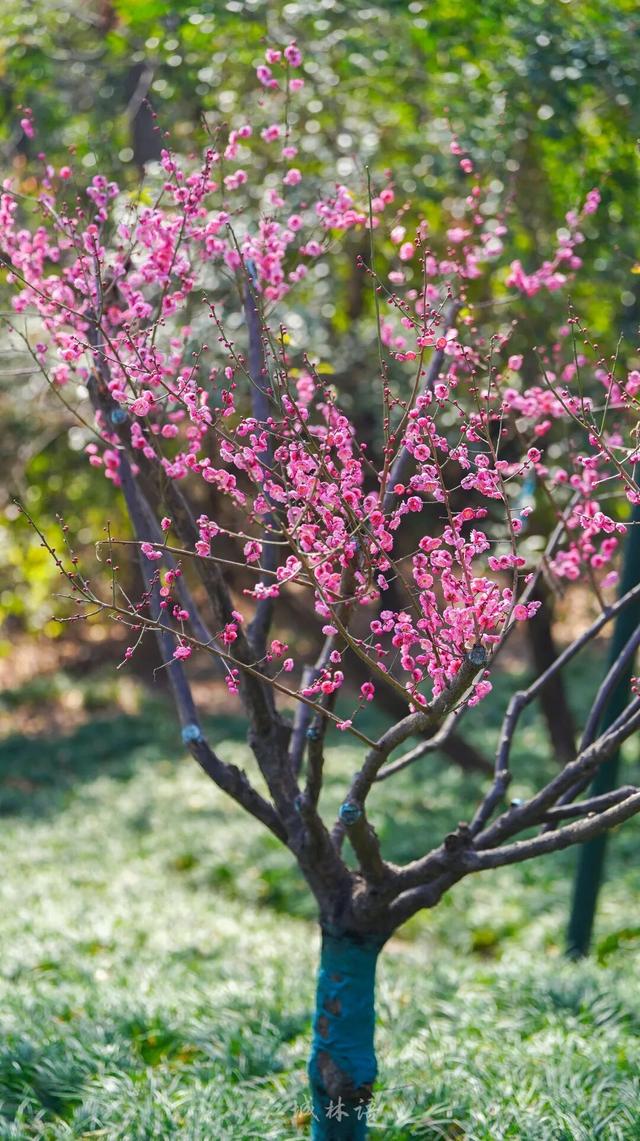 直冲20℃！武汉樱花开了
