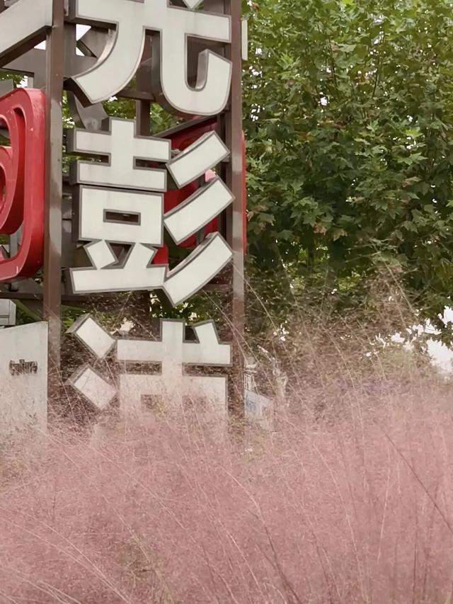 抓住晴天的尾巴！静安限时浪漫秋色，再不去就亏了丨静宝聊天室