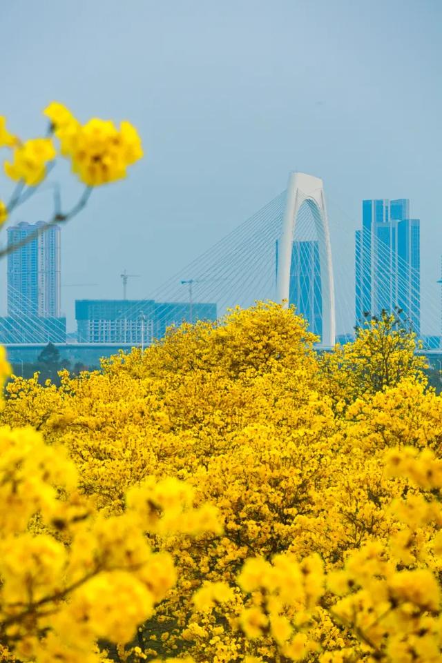 八桂冬日似春朝 赏花观叶正当时