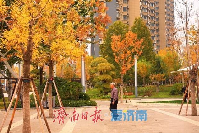 一年四季 泉在济南丨秋染彩林绘就正丰路公园五彩画卷