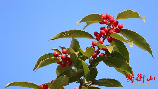 衡山：紫金山旅游景区铁冬青进入最佳观赏期
