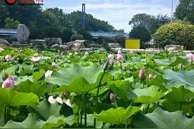 花开半夏 即墨区墨河公园荷花池引游人驻足图片