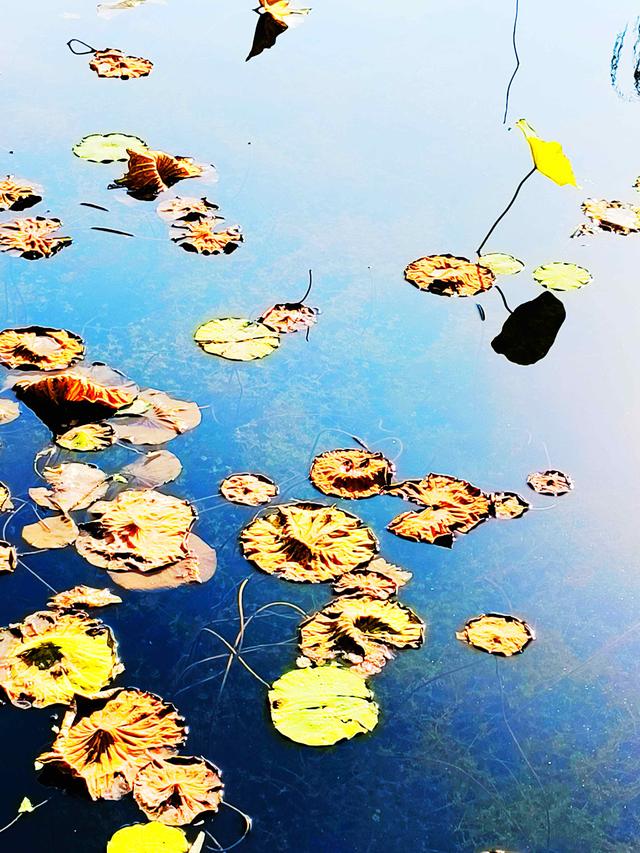 组图丨凉州植物园：一池荷叶半池秋