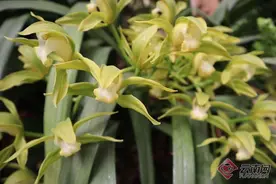 追风逐花 爱在大理|“希望家家户户兰飘香，四季时时花常开”图片