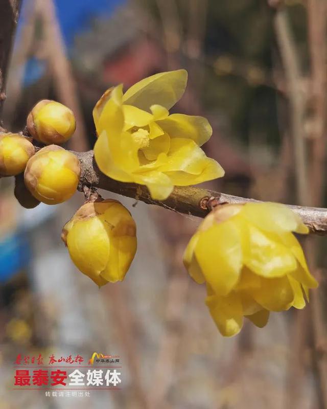 泰山一天门素心蜡梅凌寒绽放