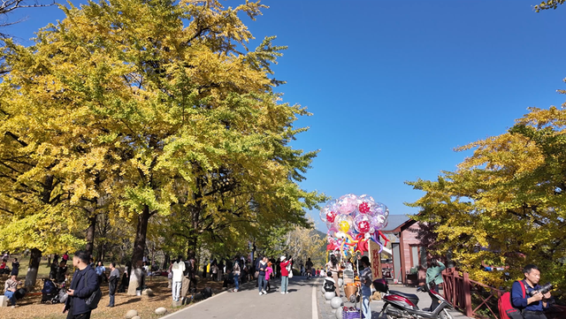 双牌：银杏黄 乡村火 “风景”变“产业”