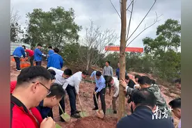 逾两万人植下4.5万棵树苗！新兴厚植“百千万工程”绿美生态底色图片