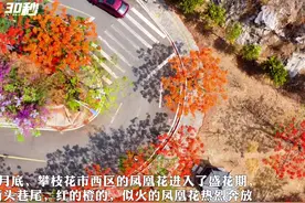 30秒｜四川攀枝花的凤凰花进入盛花期 全城一片火红图片