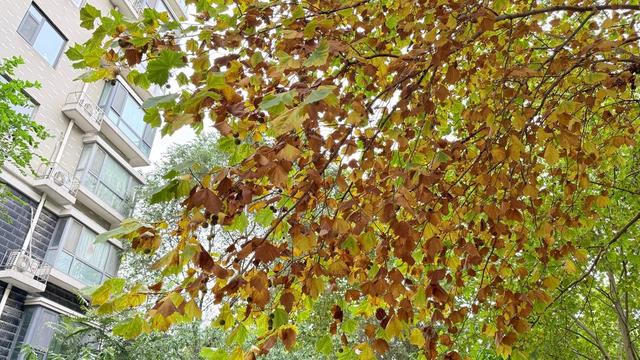 新视界｜静谧而美丽！济南的秋天美景欣赏