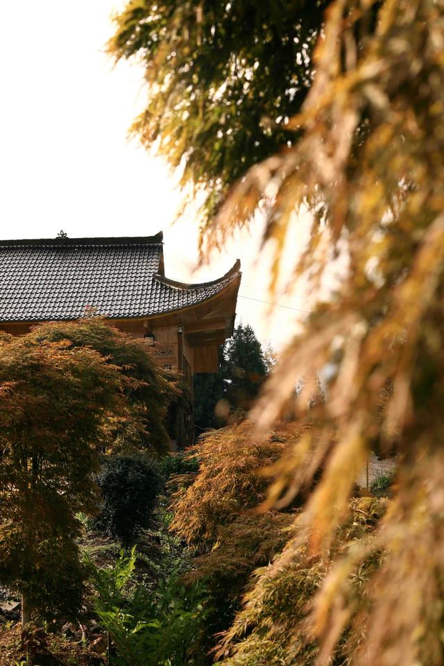 鹤峰：红枫漫林间 夏日纳凉天