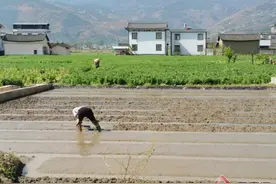 丽江永胜：水稻育秧忙 育出春耕“好苗头”图片