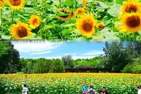 免费开放！京城这里向日葵进入最佳观赏期！图片