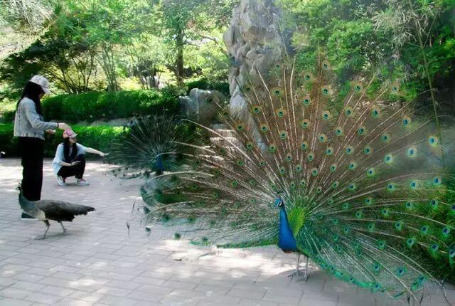 万山红遍正当时！济南红叶谷进入最佳观赏期