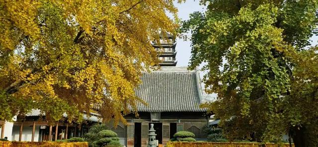 古寺银杏披金装，快来普陀这里感受属于它的色调