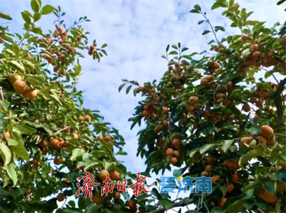 藏在身边的绚丽秋景图！解锁济南区县秋日乡野的诗与远方