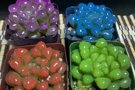 “炫彩多肉”为啥传出油漆味？是被涂色了吗？买这类产品你可能要注意图片