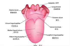 舌苔厚跟舌苔薄的人，到底谁更健康？结果竟然是……图片