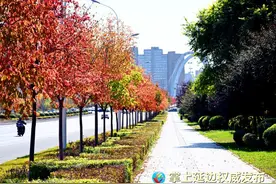 枫叶红了，入眼成画！ 一起来感受延吉​秋韵图片