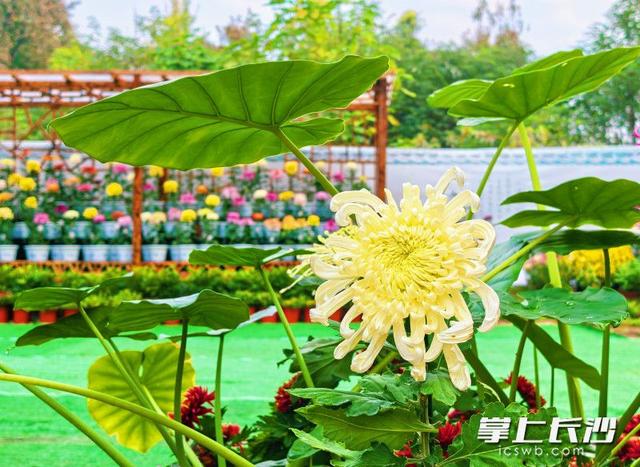 万菊绘麓山 秋韵满亭台｜组图