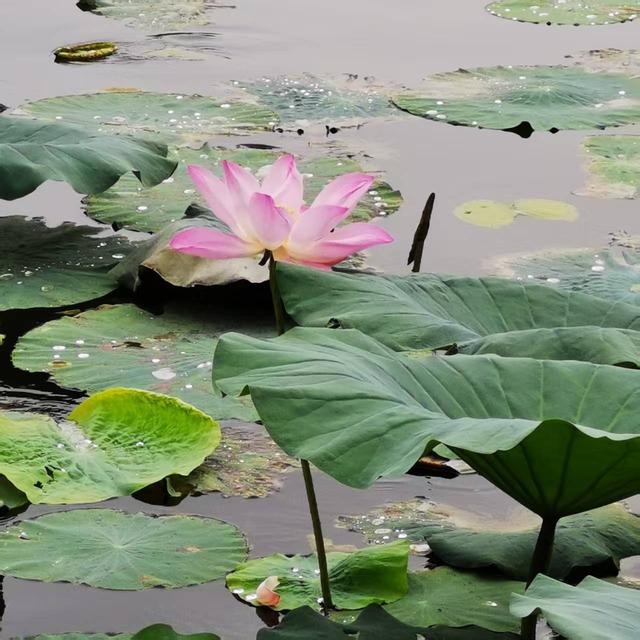 大明湖