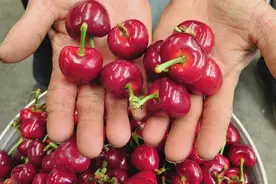 山东“农技杯”大樱桃暨种植能手评选活动在潍坊临朐举行图片