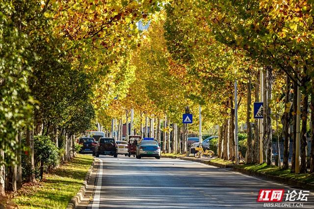 梧桐染晨光，一条路藏尽长沙的温柔