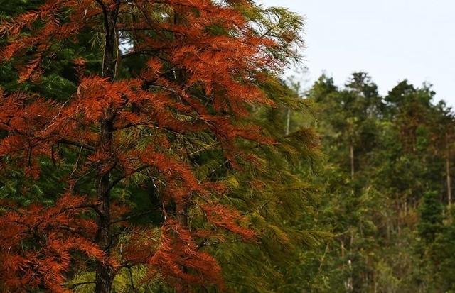 冬日茂名：看鹿湖顶“魔法”变变变