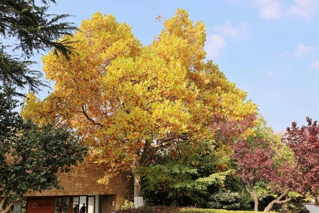 别了，威海的秋天！这些画面值得珍藏一整年