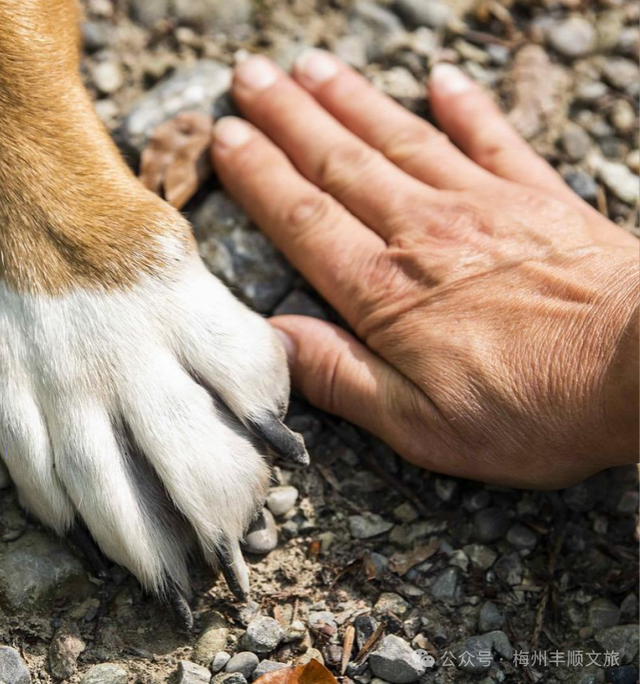 又火了！丰顺铜鼓峰“四大”景观，到底有多美？